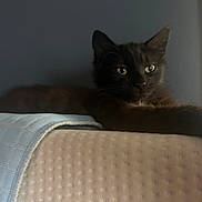 Midnight is registered to the contest to win money with this photo: black_cat, cat, pet, animal, indoor, bed, blanket, resting, feline, cute, relaxing, mysterious, dark, eyes, fur, cozy, soft, sleepy, portrait, quiet