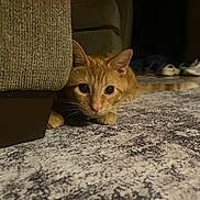 Pepper is registered to the contest to win money with this photo: cat, ginger_cat, indoor, carpet, couch, curious, pet, animal, feline, whiskers, ears, paws, tail, floor, home, cozy, shoes, shadow, low_light, close_up