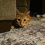 cat, ginger_cat, indoor, carpet, couch, curious, pet, animal, feline, whiskers, ears, paws, tail, floor, home, cozy, shoes, shadow, low_light, close_up