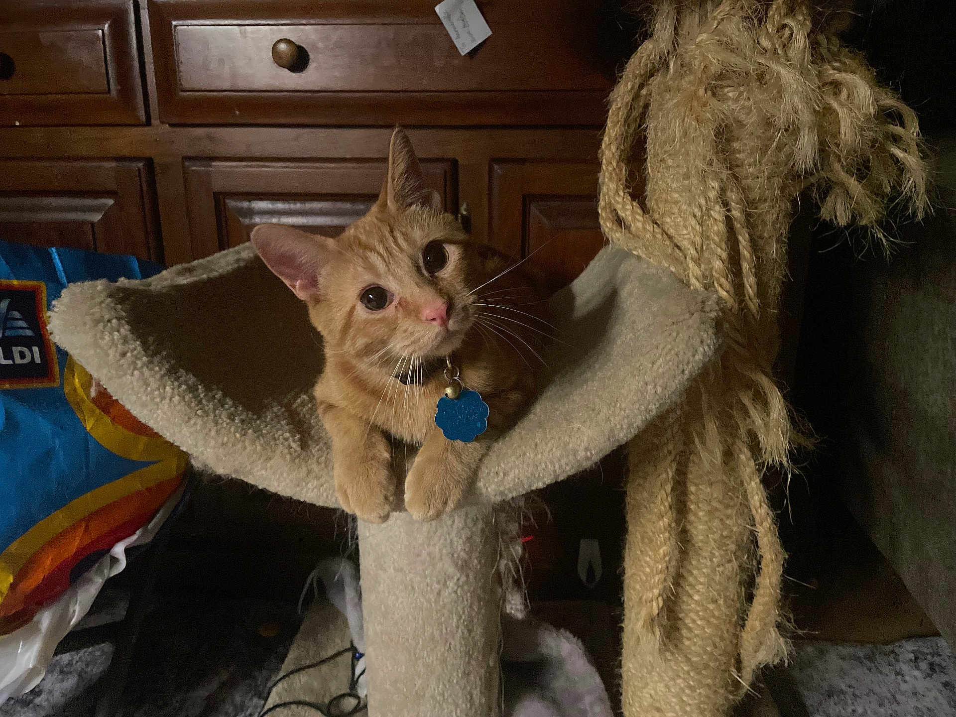 Pepper joined the competition — help win amazing prizes! cat, orange_tabby, cat_tree, indoor, wooden_cabinet, curious, pet, feline, whiskers, collar, tag, cozy, household, perched, looking, closeup, furniture, domestic, animal, cute