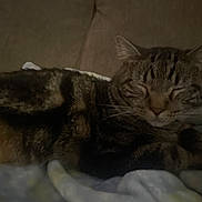 Tiger is registered to the contest to win money with this photo: cat, tabby, sleeping, cozy, blanket, fur, pet, domestic_animal, resting, whiskers, cute, animal, feline, indoor, closeup, relaxing, soft, paw, peaceful, nap