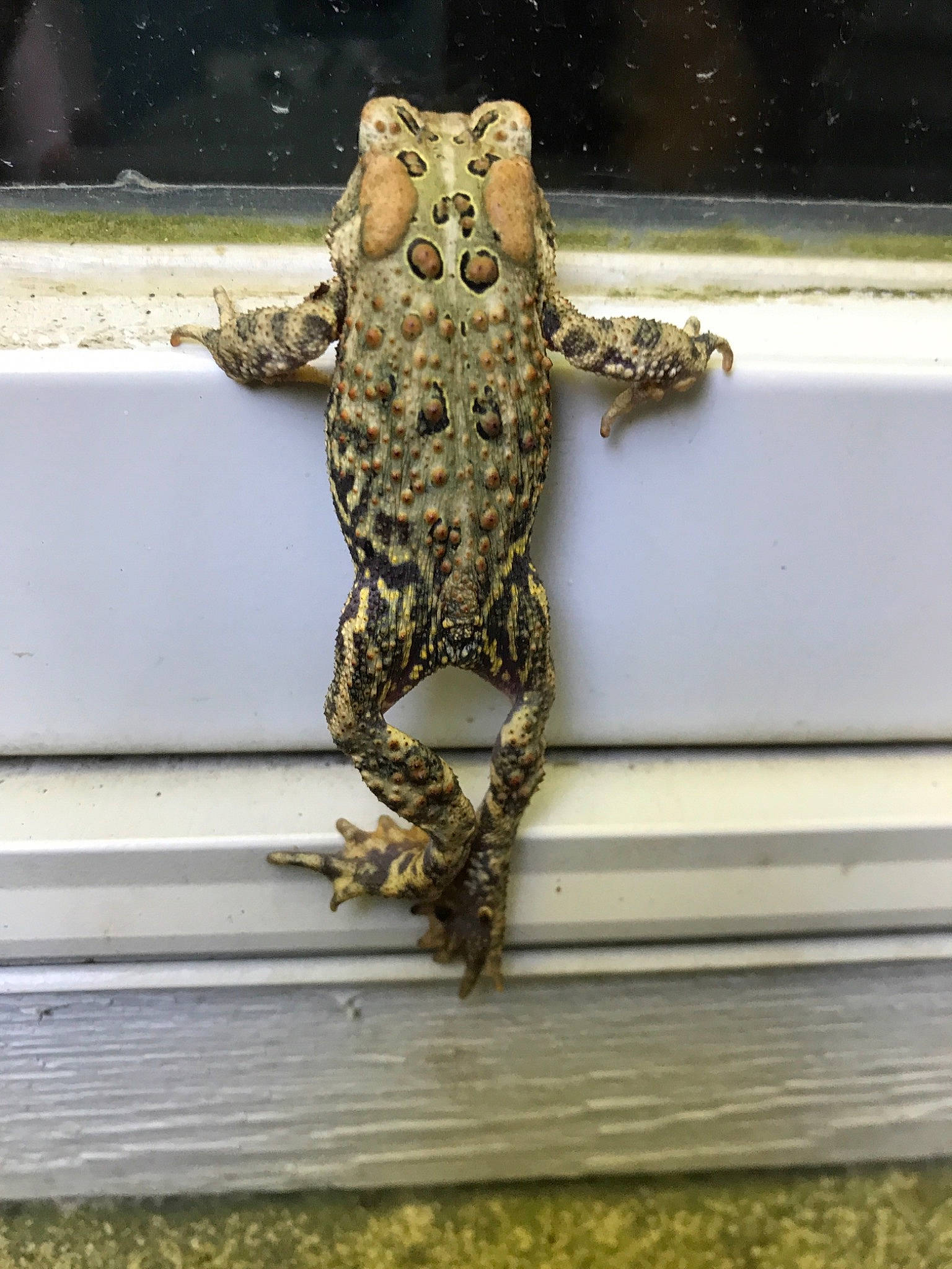 Bill is registered to the contest to win money with this photo: amphibian, anaxyrus, beaked_toad, boreal_toad, bufo, bullfrog, cane_toad, eleutherodactylus, frog, hyla, shrub_frog, toad, tree_frog, true_frog, true_toad