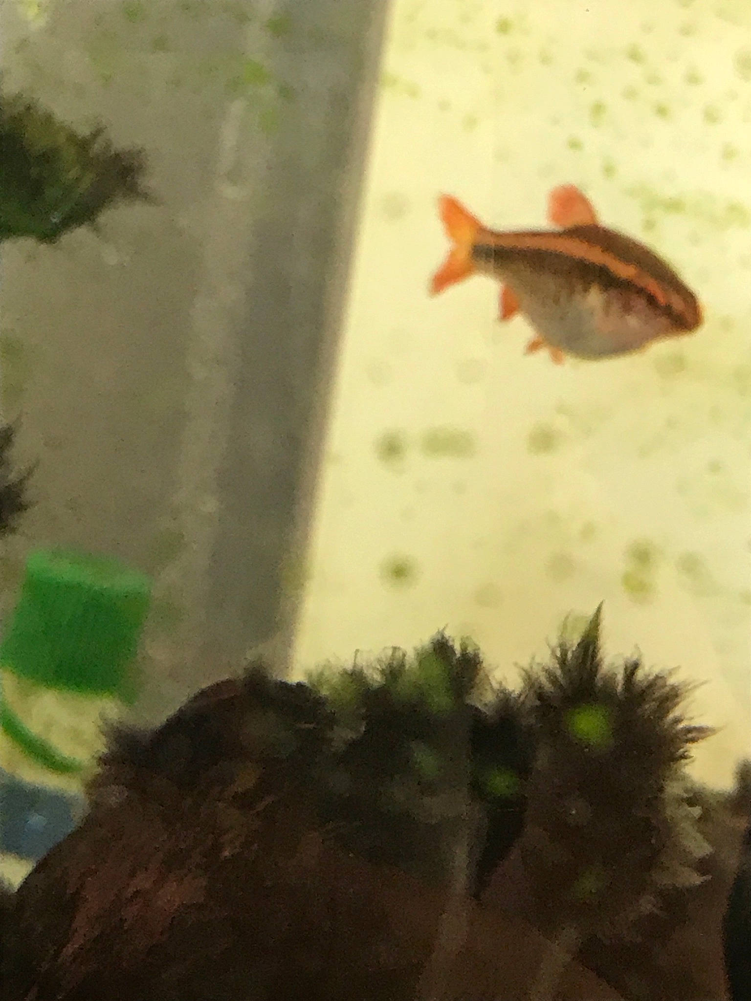 Bob joined the competition — help win amazing prizes! adaptation, amphibian, fish, organism, tail