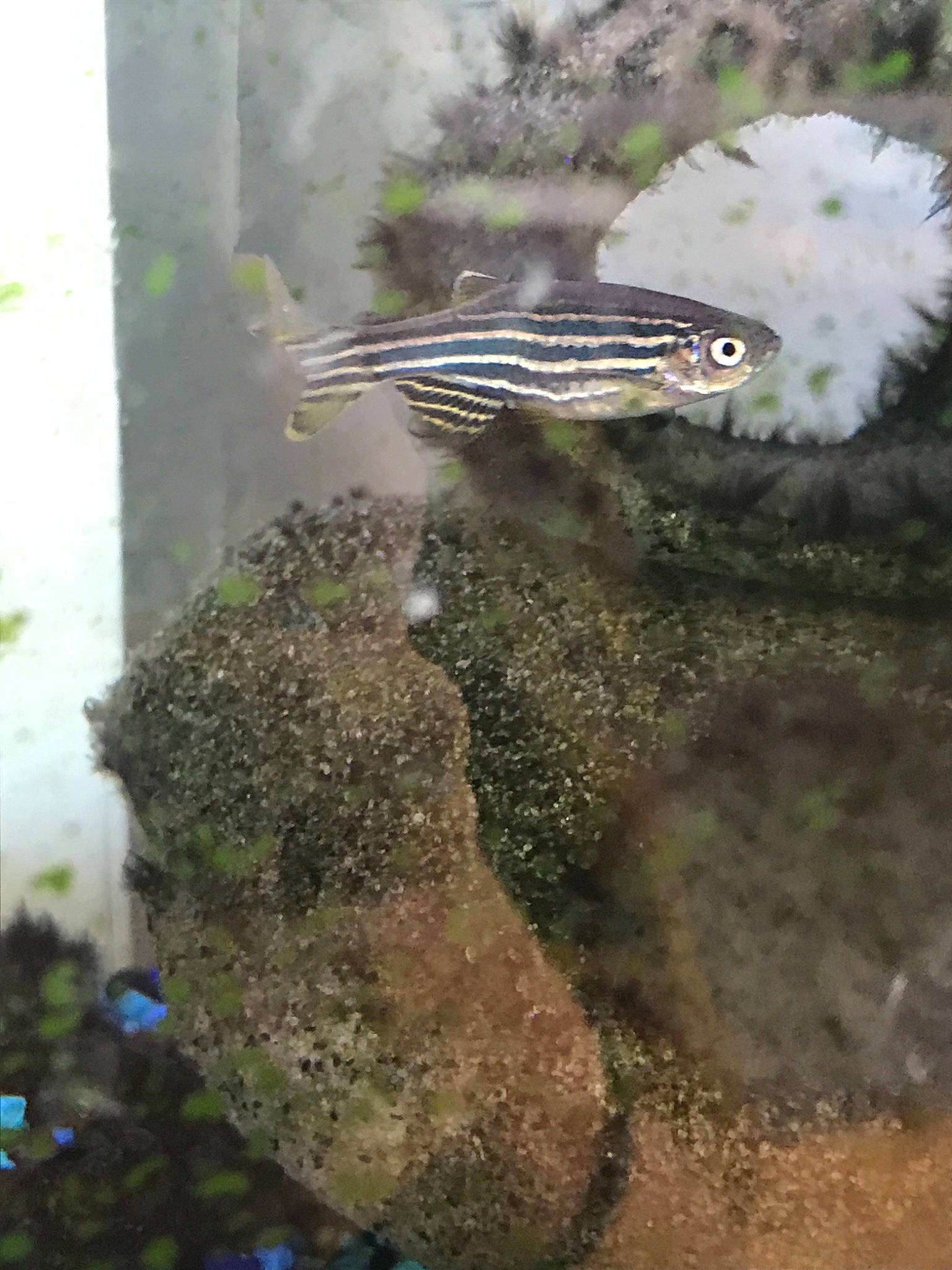 Bob is registered to the contest to win money with this photo: adaptation, fish, organism, plant