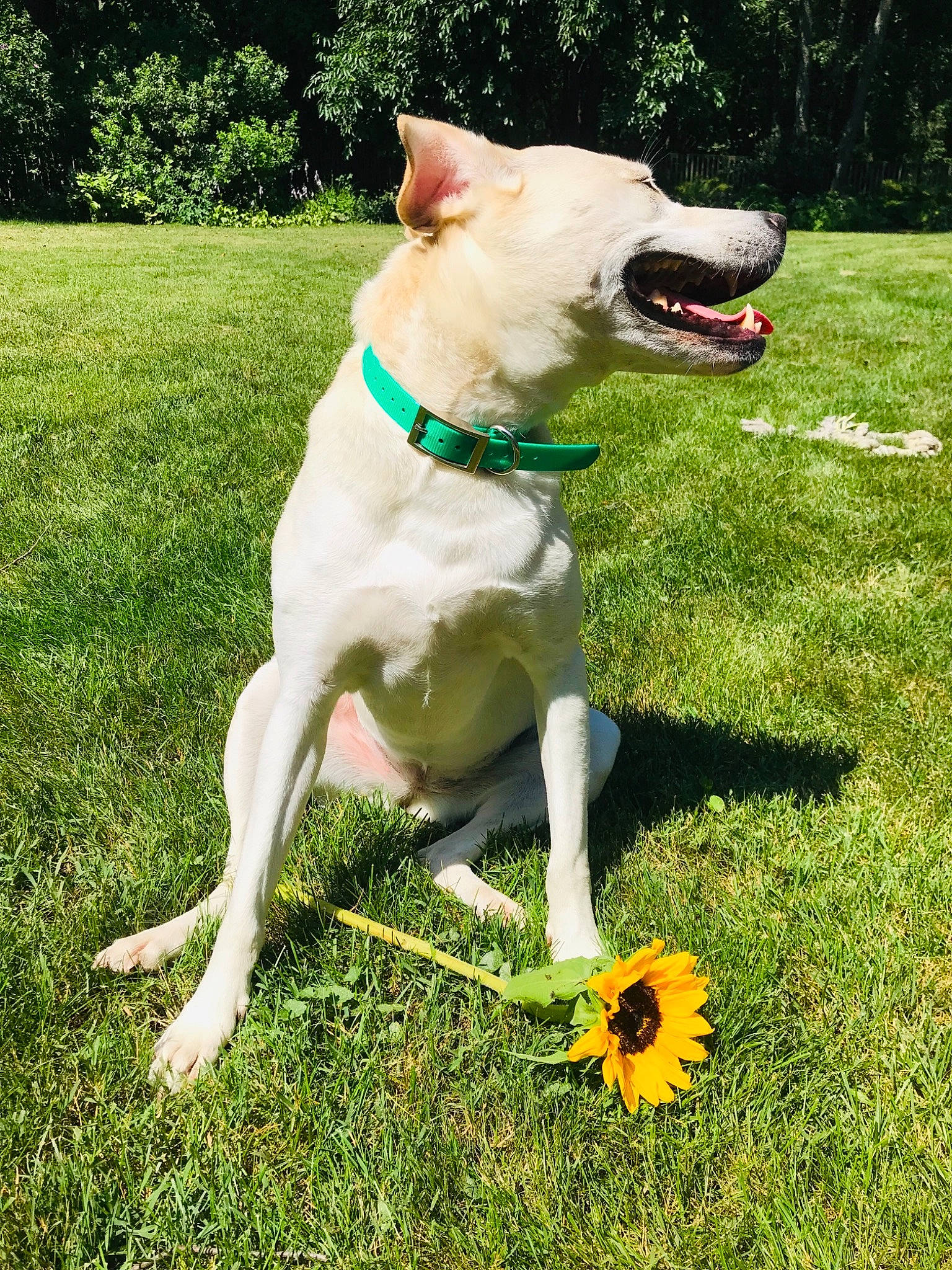 Chardy is registered to the contest to win money with this photo: canidae, carnivore, collar, companion_dog, disc_dog, dog, dog_breed, dog_collar, fawn, grass, mammal, obedience_training, recreation, sporting_group, tail, vertebrate, working_dog