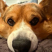 Maggie Mae is registered to the contest to win money with this photo: dog, corgi, close_up, face, nose, ears, fur, pet, animal, cute, resting, indoor, cozy, brown, white, whiskers, soft, lying_down, portrait, domestic
