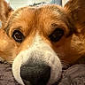dog, corgi, close_up, face, nose, ears, fur, pet, animal, cute, resting, indoor, cozy, brown, white, whiskers, soft, lying_down, portrait, domestic