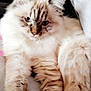 Shanna participe au concours pour gagner de l'argent avec cette photo : aegean_cat, cat, cat_like_mammal, eye, fur, kitten, norwegian_forest_cat, paw, ragdoll, skin, small_to_medium_sized_cats, snout, whiskers