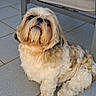 animal, brown_fur, chair, close_up, companion, cream_fur, cute, dog, fluffy, long_hair, looking_up, mustache, outdoor, patio, pet, portrait, shih_tzu, sitting, small_dog, tile_floor