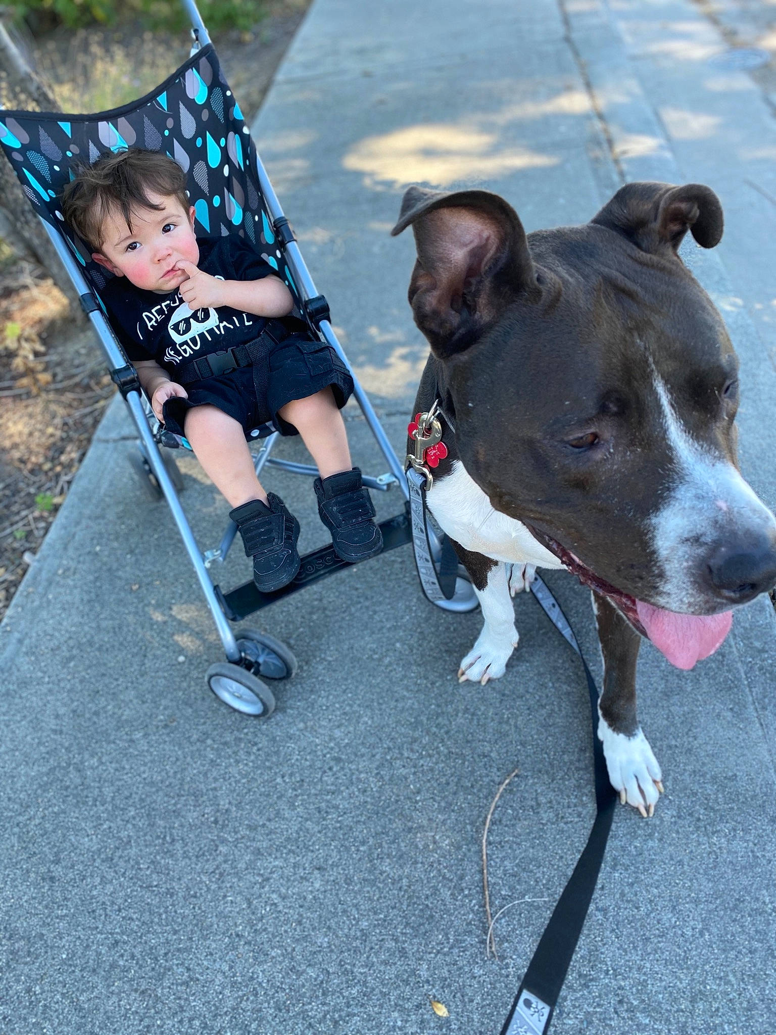 William is registered to the contest to win money with this photo: american_pit_bull_terrier, american_staffordshire_terrier, canidae, carnivore, companion_dog, dog, dog_breed, dog_walking, fawn, fun, leash, non_sporting_group, person, pit_bull, snout, sporting_group