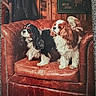 alert, animal, black, brown, cavalier_king_charles_spaniel, couch, dog, fur, indoor, leather_chair, pet, photography, portrait, rustic, sign, studio, two_dogs, vintage, white, wooden_wall