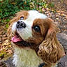 dog, cavalier_king_charles_spaniel, puppy, pet, animal, portrait, outdoor, forest, woods, tree_stump, nature, floppy_ears, long_fur, brown_and_white, happy, panting, tongue_out, head_tilt, path, daylight
