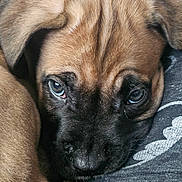 Kodi Bear is registered to the contest to win money with this photo: puppy, dog, close_up, sleepy, fur, brown, black, face, eyes, resting, cute, pet, animal, soft_texture, portrait, young, domestic, canine, snout, laying_down