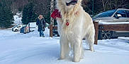 Pacha a rejoint le concours — aidez-le/la à gagner de superbes lots ! animal, blue_sky, car, coat, cold, daylight, dog, forest, fur, golden_retriever, nature, outdoor, parking_lot, person, pet, red_bandana, snow, trees, winter, winter_clothing