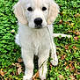 Pacha a rejoint le concours — aidez-le/la à gagner de superbes lots ! animal, black_nose, clover, cute, daisy, dog, ears, eyes, flower, fur, grass, leaves, nature, outdoor, pet, portrait, puppy, sitting, white_fur, young_dog