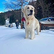 Pacha participe au concours pour gagner de l'argent avec cette photo : animal, blue_sky, car, coat, cold, daylight, dog, forest, fur, golden_retriever, nature, outdoor, parking_lot, person, pet, red_bandana, snow, trees, winter, winter_clothing