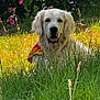 animal, bandana, canine, dog, flower, fur, garden, golden_retriever, grass, greenery, happy, leaves, mammal, nature, outdoor, pet, portrait, summer, sunlight, tongue