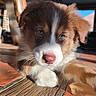 puppy, dog, close_up, brown, white, pink_nose, floor, sunlight, indoor, pet, cute, fur, animal, laying_down, chew_toy, whiskers, ears, portrait, young, playful