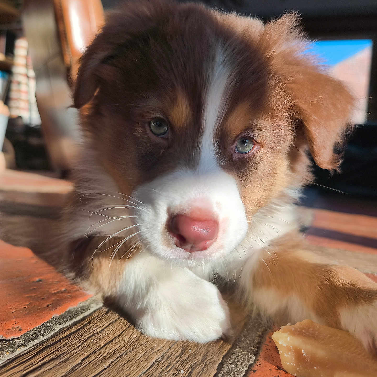 Baïka participe au concours pour gagner de l'argent avec cette photo : puppy, dog, close_up, brown, white, pink_nose, floor, sunlight, indoor, pet, cute, fur, animal, laying_down, chew_toy, whiskers, ears, portrait, young, playful
