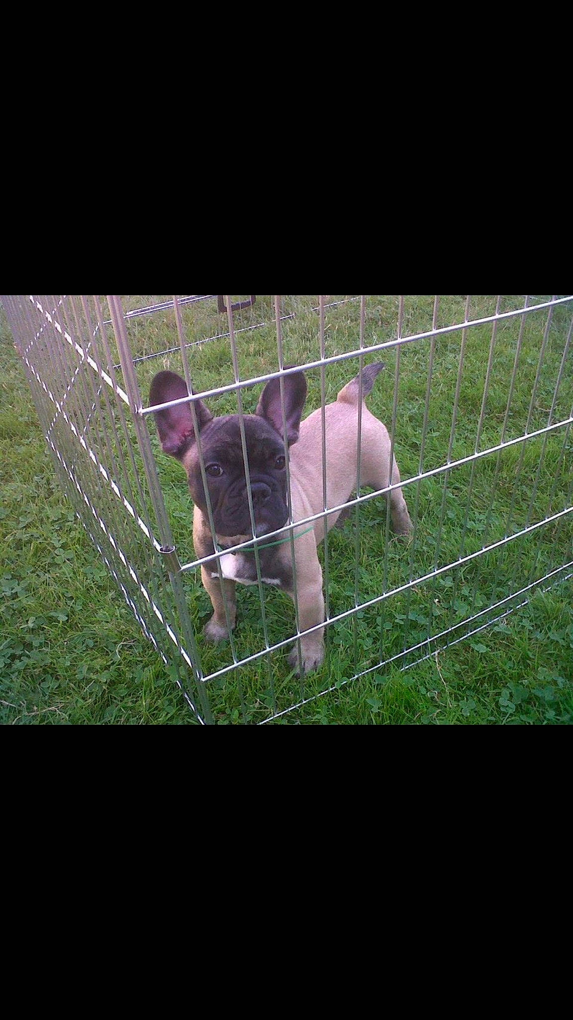 Even participe au concours pour gagner de l'argent avec cette photo : american_pit_bull_terrier, canidae, carnivore, dog, dog_breed, fawn, fence, french_bulldog, grass, mammal, non_sporting_group, snout, sporting_group, tail, vertebrate