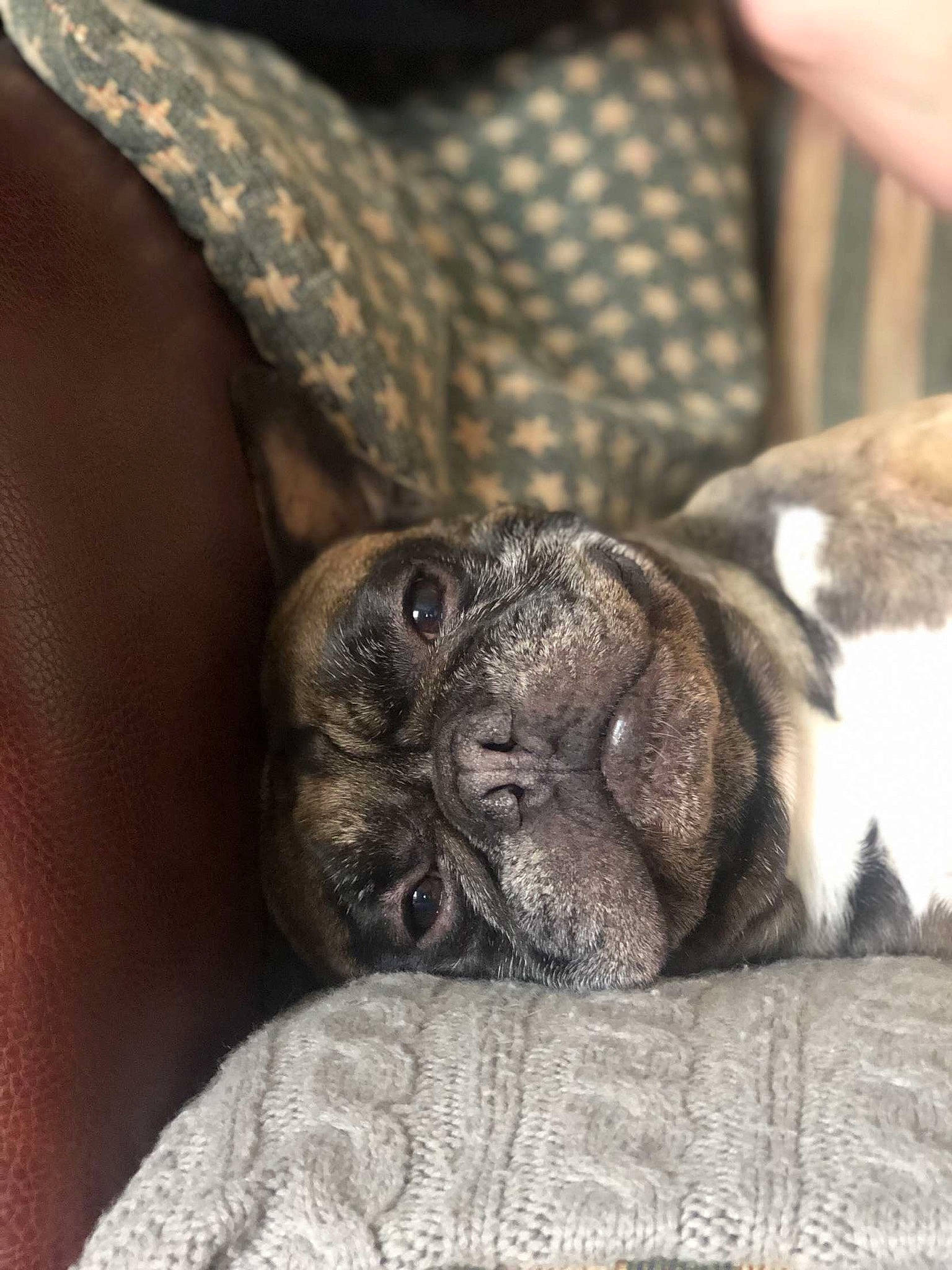 Even a rejoint le concours — aidez-le/la à gagner de superbes lots ! boxer, bulldog, canidae, carnivore, dog, dog_breed, fawn, french_bulldog, mammal, non_sporting_group, pug, puppy, skin, snout, sporting_group, vertebrate, wrinkle