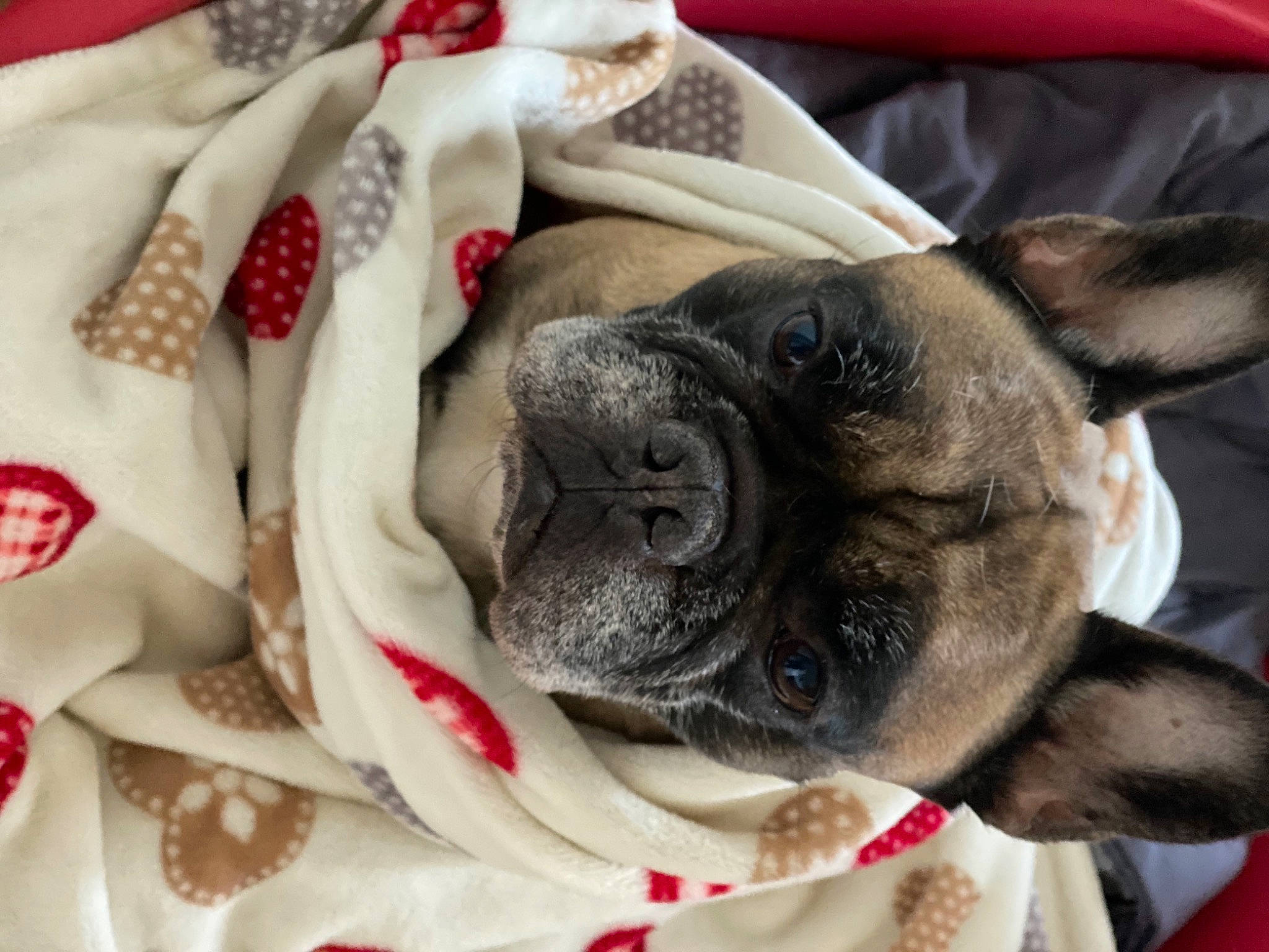 Even participe au concours pour gagner de l'argent avec cette photo : bulldog, canidae, carnivore, companion_dog, dog, dog_breed, fawn, french_bulldog, mammal, nap, non_sporting_group, old_english_bulldog, pug, puppy, puppy_love, skin, snout, toy_bulldog, toy_dog, wrinkle