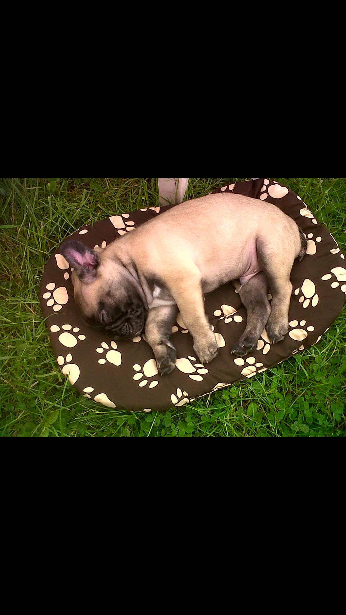 Even participe au concours pour gagner de l'argent avec cette photo : american_pit_bull_terrier, american_staffordshire_terrier, boerboel, bullmastiff, canidae, carnivore, dog, dog_breed, fawn, french_bulldog, grass, non_sporting_group, puppy, sporting_group, staffordshire_bull_terrier