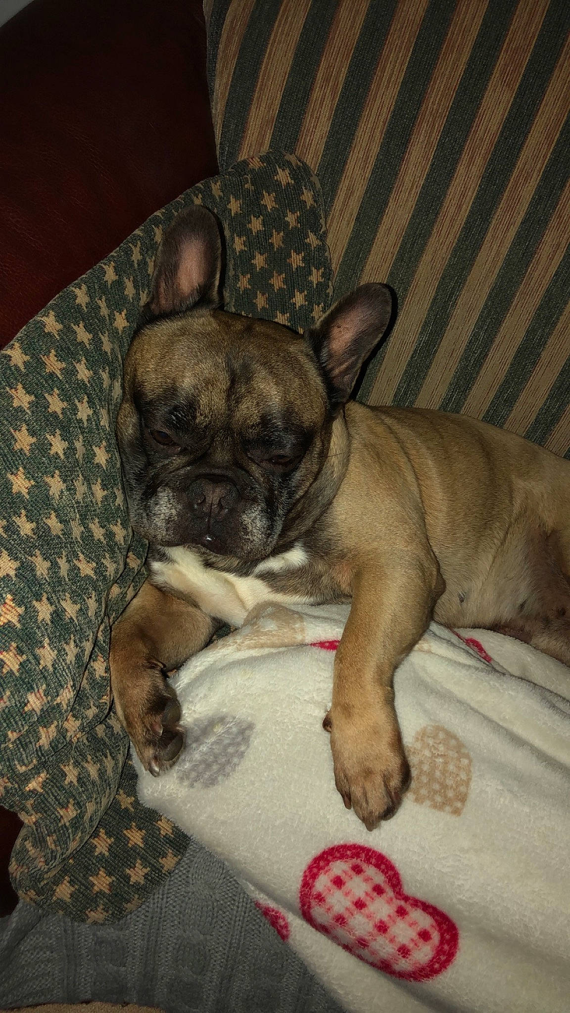 Even a rejoint le concours — aidez-le/la à gagner de superbes lots ! bulldog, canidae, carnivore, companion_dog, dog, dog_breed, fawn, french_bulldog, mammal, non_sporting_group, puppy, puppy_love, snout, toy_bulldog, vertebrate