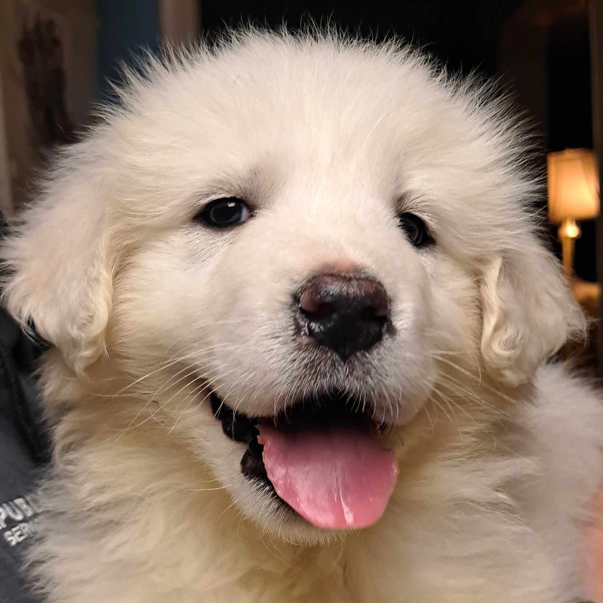 Sophie joined the competition — help win amazing prizes! animal, canine, close_up, cute, dog, domestic_animal, ears, face, fluffy, fur, happy, indoor, mammal, nose, pet, playful, puppy, tongue, white, young