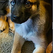 Harley joined the competition — help win amazing prizes! dog, puppy, german_shepherd, ears, carpet, pet, animal, cute, lying_down, fur, paw, indoor, young_dog, alert, looking_up, canine, mammal, domestic_animal, portrait, companion