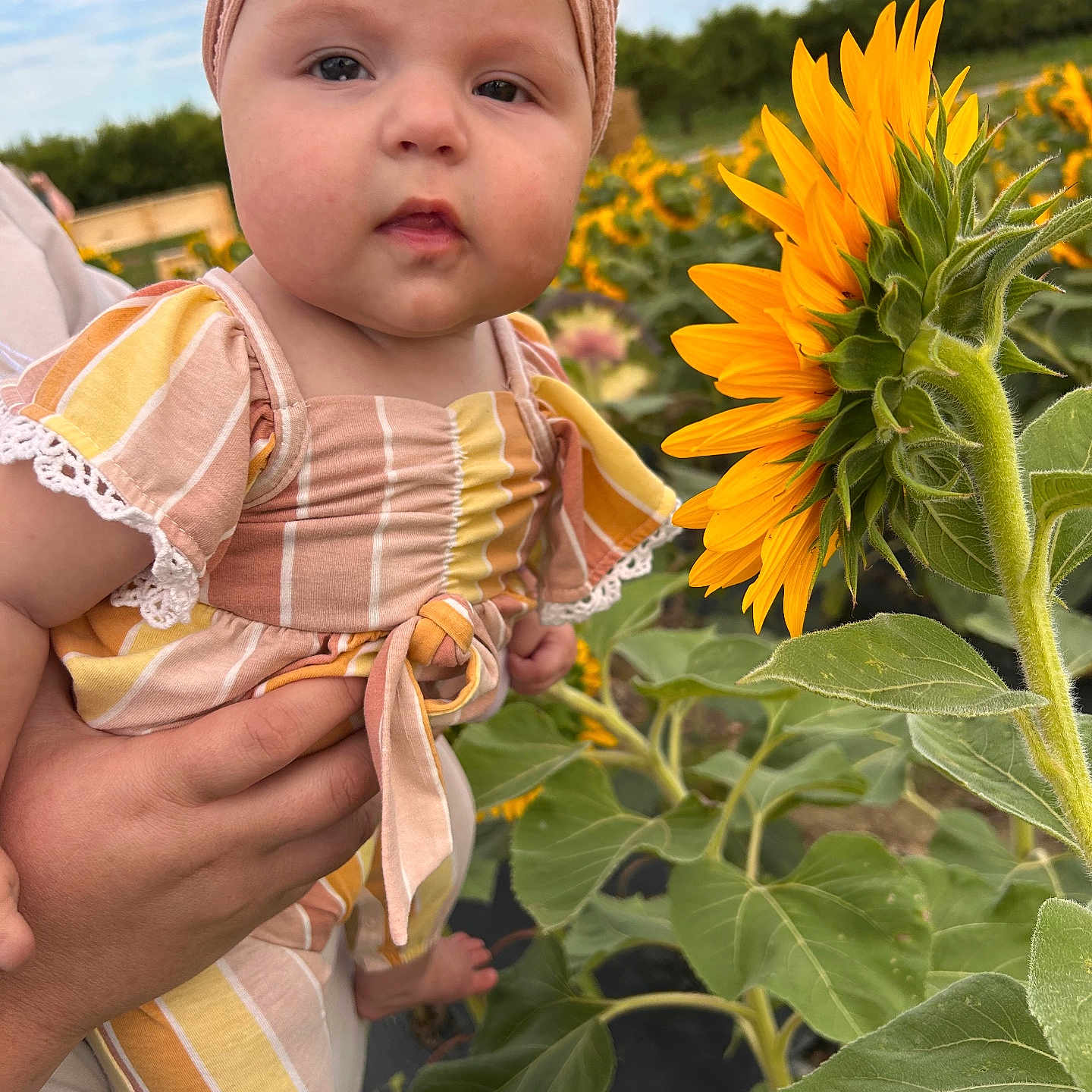 Isabella