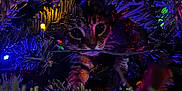 Pepper is registered to the contest to win money with this photo: cat, christmas_tree, holiday_lights, pine_needles, curious, pet, animal, festive, colorful, decorations, indoors, closeup, cute, whiskers, feline, playful, dark_background, shiny, sparkle, nature