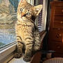 Pepper is registered to the contest to win money with this photo: kitten, cat, tabby, window, reflection, sunlight, indoor, pet, feline, young_animal, whiskers, curious, cozy, fur, animal, domestic, cute, household, daylight, windowsill