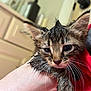 Pepper joined the competition — help win amazing prizes! wet_kitten, cat, kitten, animal, pet, whiskers, ears, fur, hand, indoor, cabinet, door_handle, close_up, cute, small, young, feline, portrait, expression, holding
