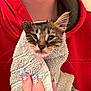 kitten, cat, towel, hand, nails, nail_art, red_hoodie, person, animal, pet, feline, close_up, indoor, cute, sleepy, wrapped, soft_texture, fingers, holding, portrait