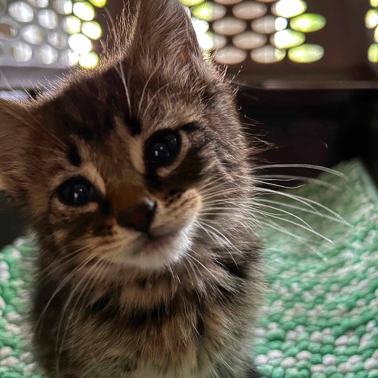 Pepper joined the competition — help win amazing prizes! animal, background, cat, close_up, curious, cute, fluffy, fur, green, indoor, kitten, mat, pet, portrait, soft_light, tabby, texture, whiskers, white, young