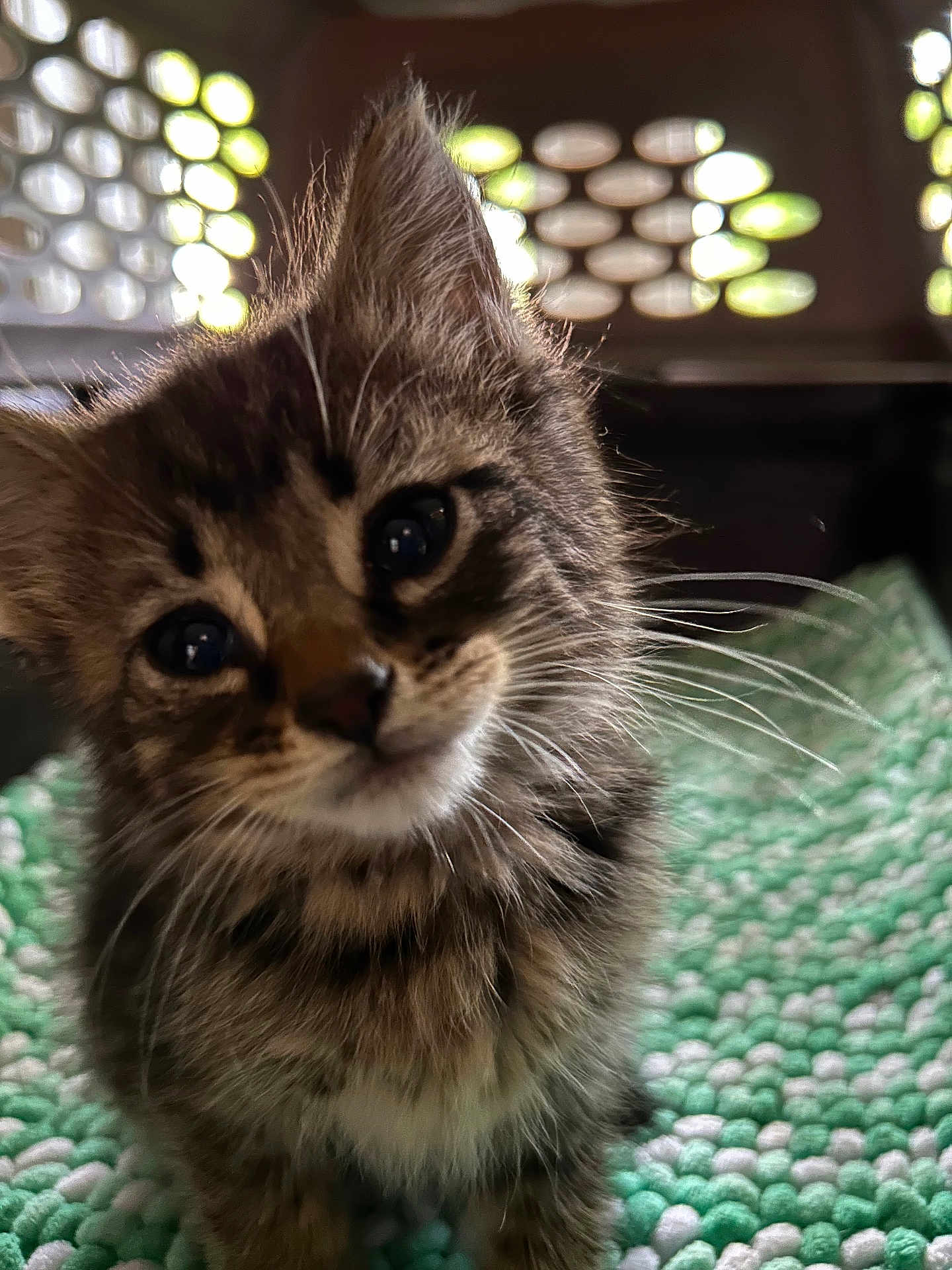 Pepper joined the competition — help win amazing prizes! kitten, cat, tabby, close_up, curious, fluffy, fur, pet, animal, indoor, mat, green, white, texture, soft_light, background, portrait, cute, young, whiskers
