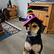 Beanie joined the competition — help win amazing prizes! animal, black_and_tan, blurred, canine, carpet, costume, cute, decor, dog, floor, funny, home, indoor, lamp, living_room, pet, standing, television, witch_hat, wooden_furniture