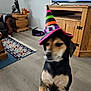 animal, black_and_tan, blurred, canine, carpet, costume, cute, decor, dog, floor, funny, home, indoor, lamp, living_room, pet, standing, television, witch_hat, wooden_furniture