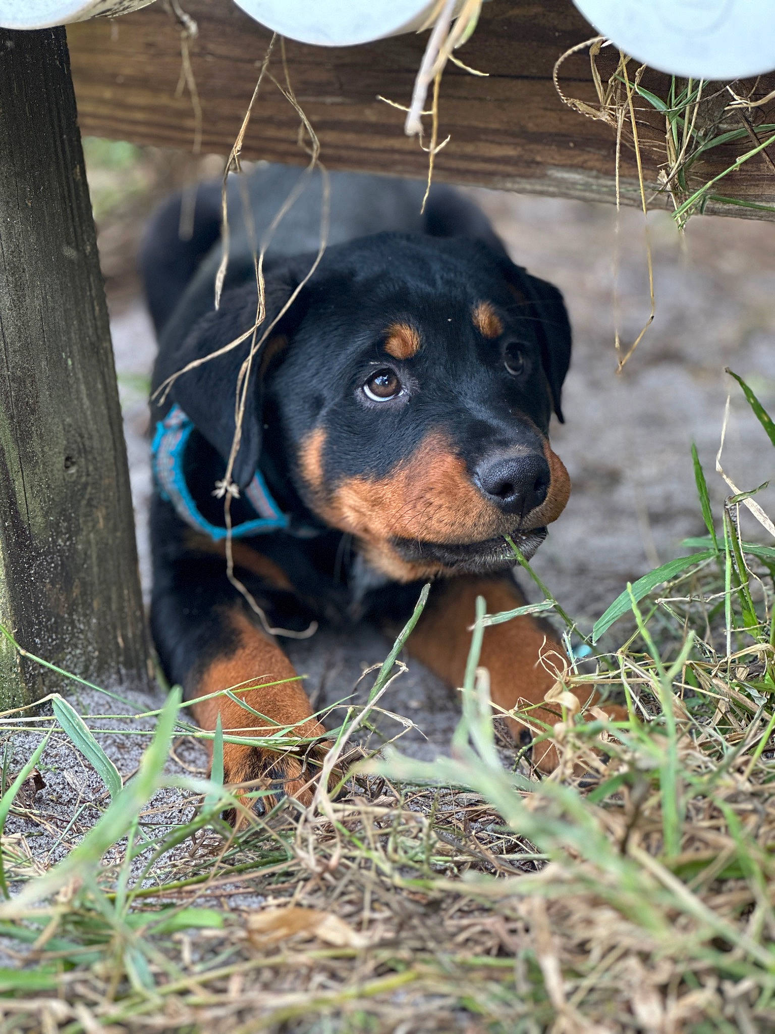 Lina joined the competition — help win amazing prizes! canidae, carnivore, companion_dog, dachshund, dog, dog_breed, dog_supply, grass, guard_dog, hound, hunting_dog, metal, plant, snout, sporting_group, terrestrial_animal, whiskers, working_animal, working_dog