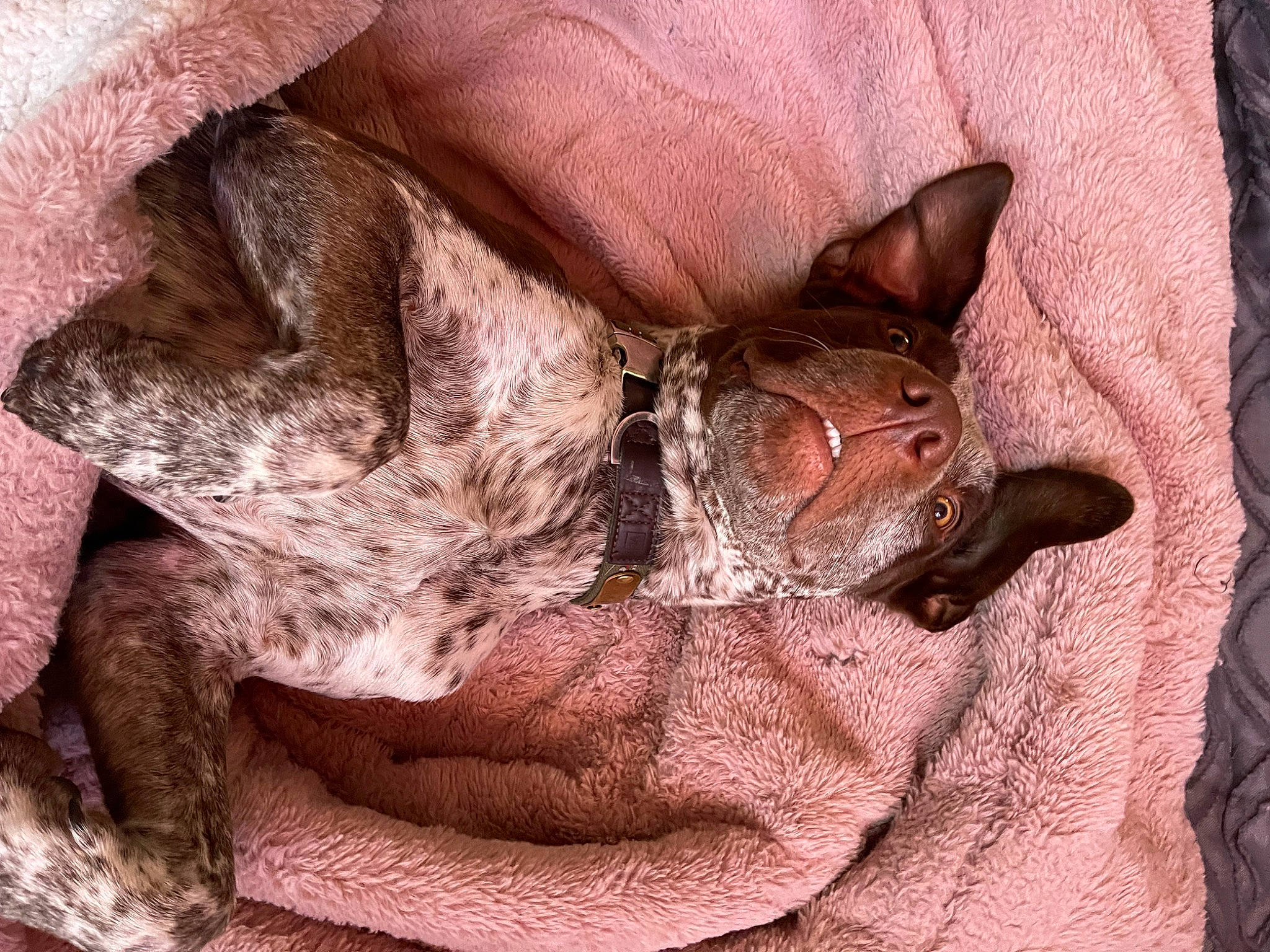 Rambo joined the competition — help win amazing prizes! bat, canidae, carnivore, comfort, dog, dog_breed, ear, fawn, felidae, foot, fur, human_leg, liver, paw, small_to_medium_sized_cats, sporting_group, whiskers, wood, working_animal, wrinkle