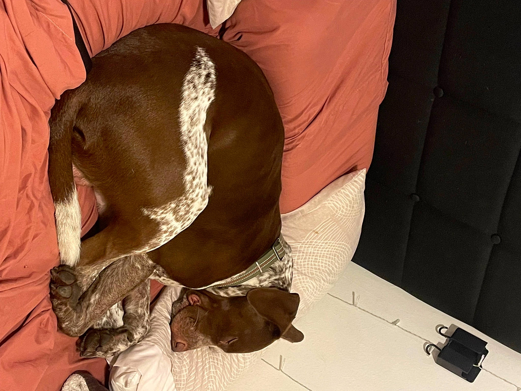 Rambo joined the competition — help win amazing prizes! canidae, carnivore, comfort, companion_dog, dog, dog_breed, elephant, fashion_accessory, fawn, fur, linens, liver, personal_protective_equipment, pet_supply, room, snout, sporting_group, tail, terrestrial_animal, working_animal