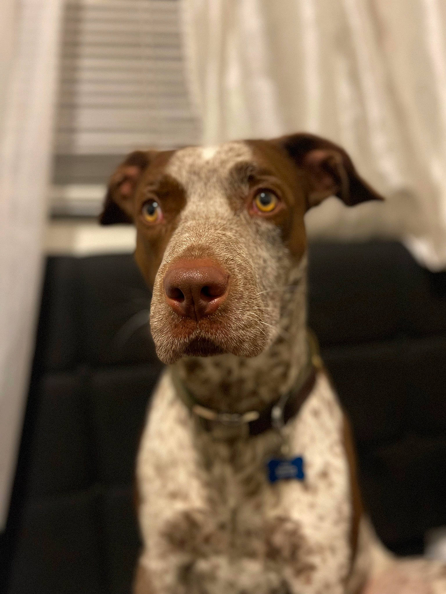 Rambo joined the competition — help win amazing prizes! carnivore, collar, companion_dog, corgi_chihuahua, dog, dog_breed, dog_collar, fawn, non_sporting_group, pet_supply, snout, sporting_group, terrestrial_animal, whiskers, working_animal, working_dog