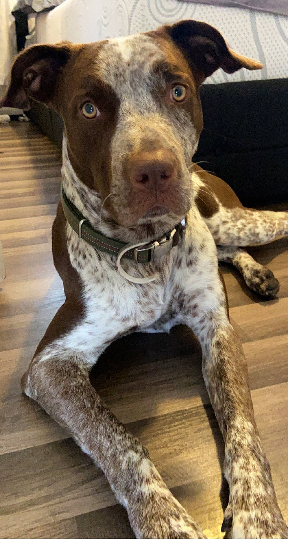 Rambo is registered to the contest to win money with this photo: canidae, carnivore, collar, companion_dog, dog, dog_breed, dog_collar, eye, fawn, fur, guard_dog, head, liver, non_sporting_group, snout, sporting_group, terrestrial_animal, whiskers, working_animal, working_dog