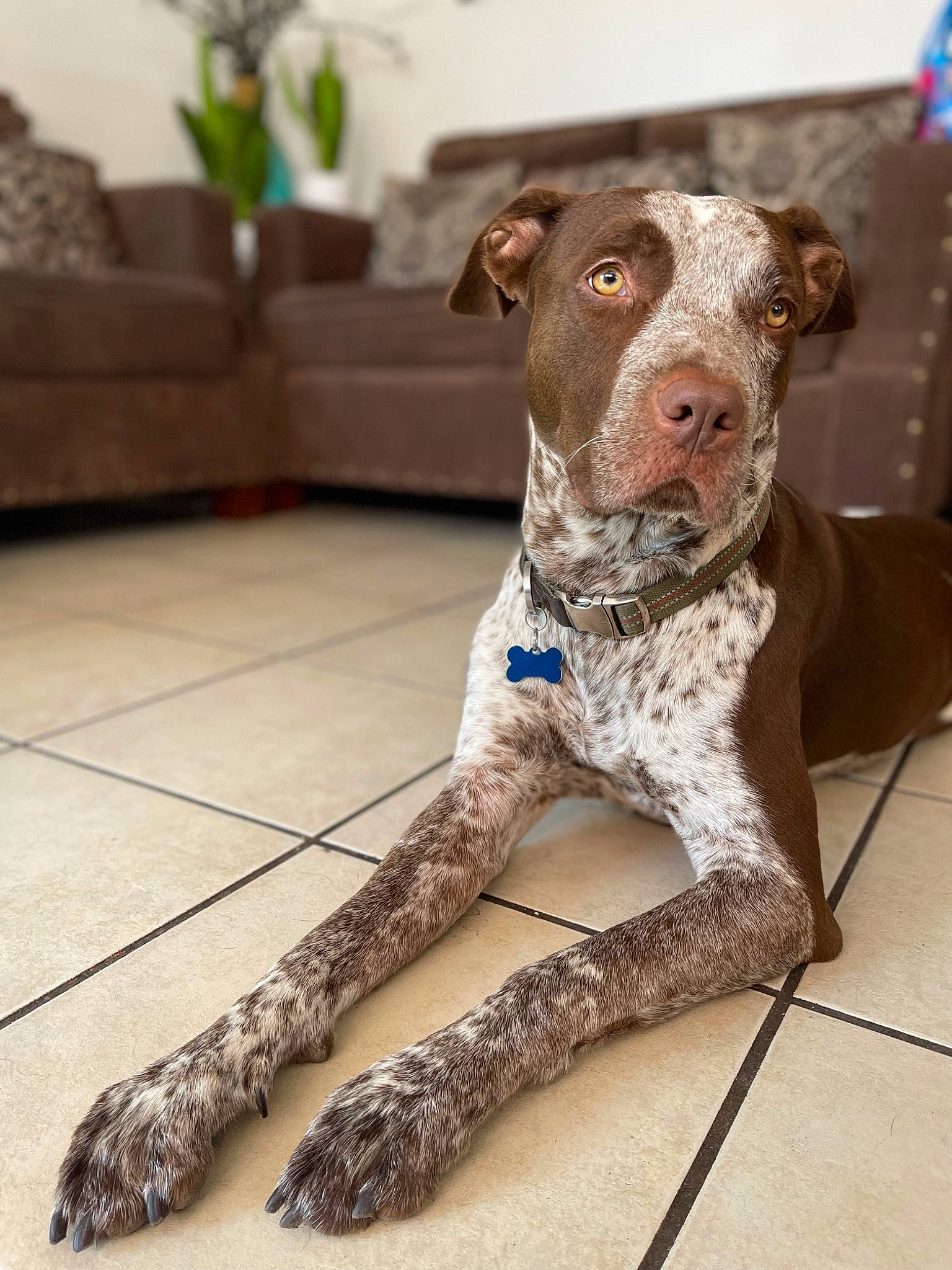 Rambo is registered to the contest to win money with this photo: canidae, carnivore, collar, companion_dog, dog, dog_breed, fawn, flooring, flowerpot, fur, grey, houseplant, liver, military_camouflage, snout, sporting_group, tail, whiskers, wood, working_animal