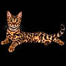 cat, bengal_cat, feline, animal, pet, spotted_coat, striped_coat, lying_down, lounging, portrait, front_view, green_eyes, ears, whiskers, tail, collar, black_background, studio_lighting, isolated_subject, wildcat_pattern