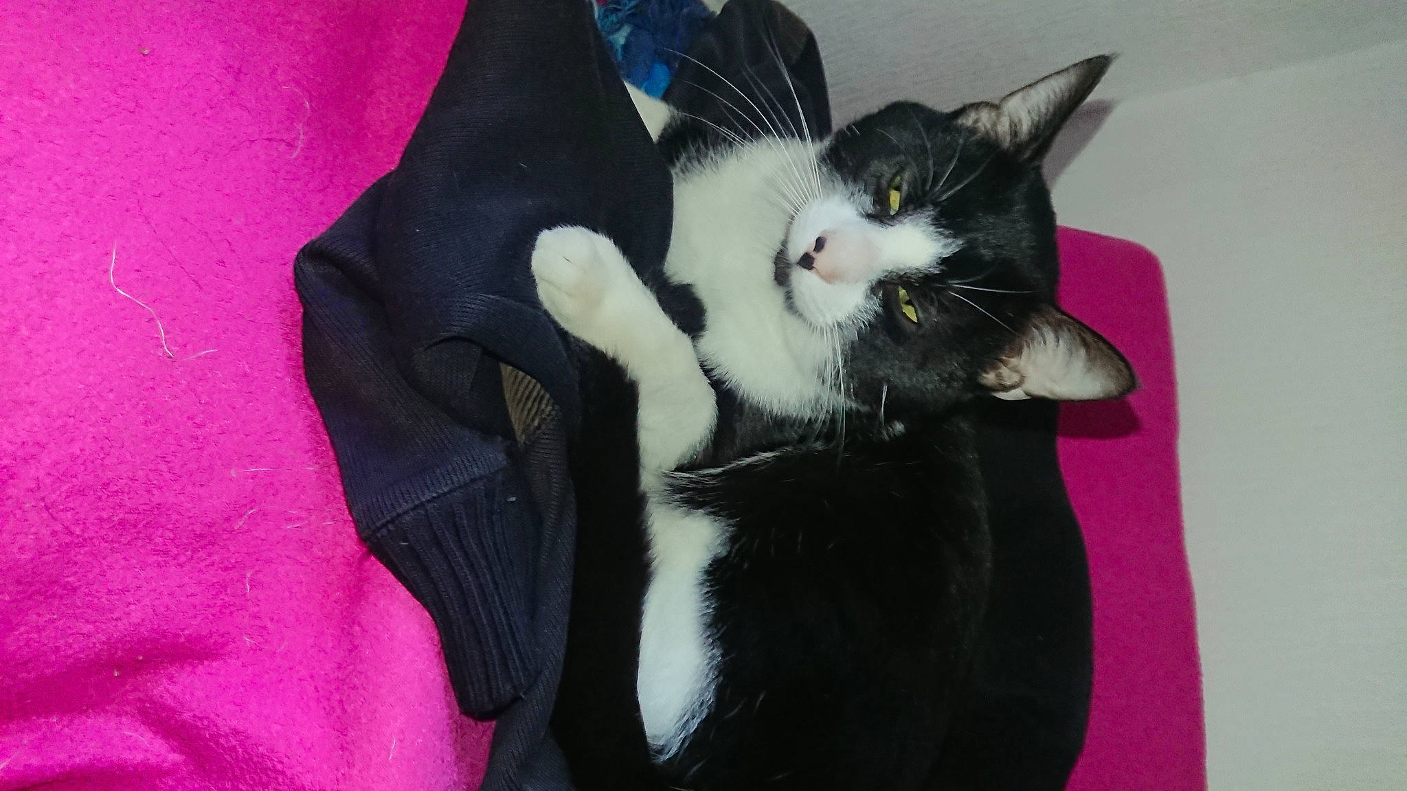 Panda participe au concours pour gagner de l'argent avec cette photo : black_cat, canidae, carnivore, cat, claw, comfort, domestic_short_haired_cat, ear, felidae, formal_wear, fur, gesture, lap, nail, paw, sleeve, small_to_medium_sized_cats, snout, tail, whiskers