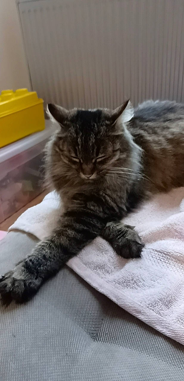 Chat