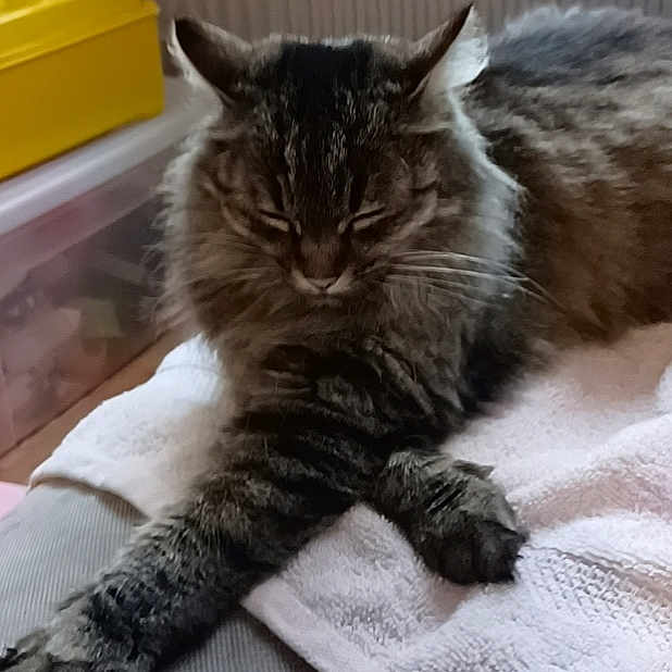 Chat