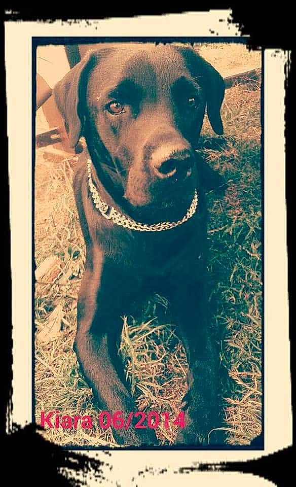 Kiara participe au concours pour gagner de l'argent avec cette photo : art, carnivore, collar, companion_dog, dog, dog_breed, dog_collar, dog_supply, fawn, font, fur, gun_dog, liver, pet_supply, picture_frame, rectangle, snout, stock_photography, whiskers, working_animal